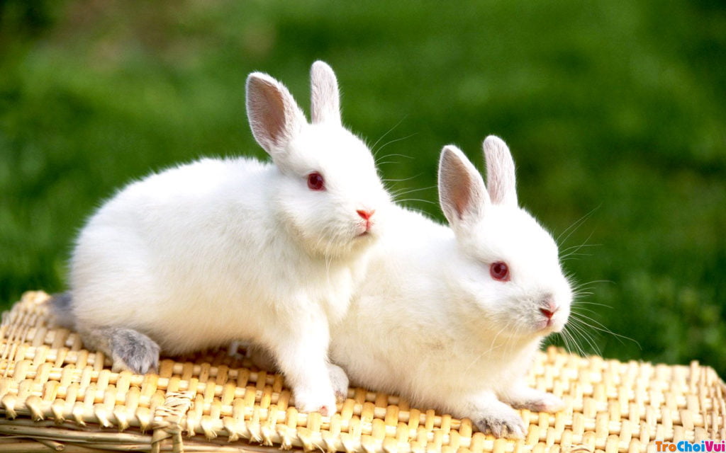 Những bức ảnh đẹp về loài thỏ 