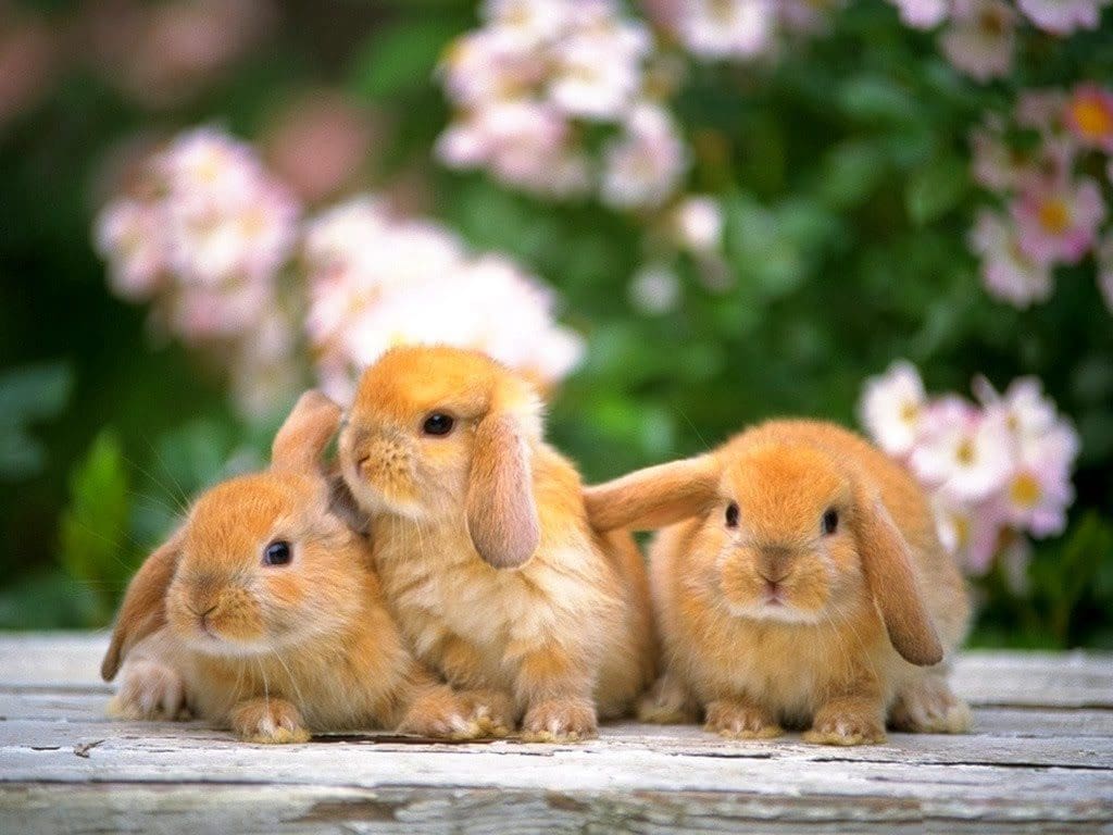 Những bức ảnh đẹp về loài thỏ