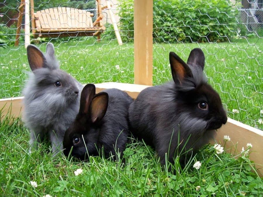 Những bức ảnh đẹp về loài thỏ