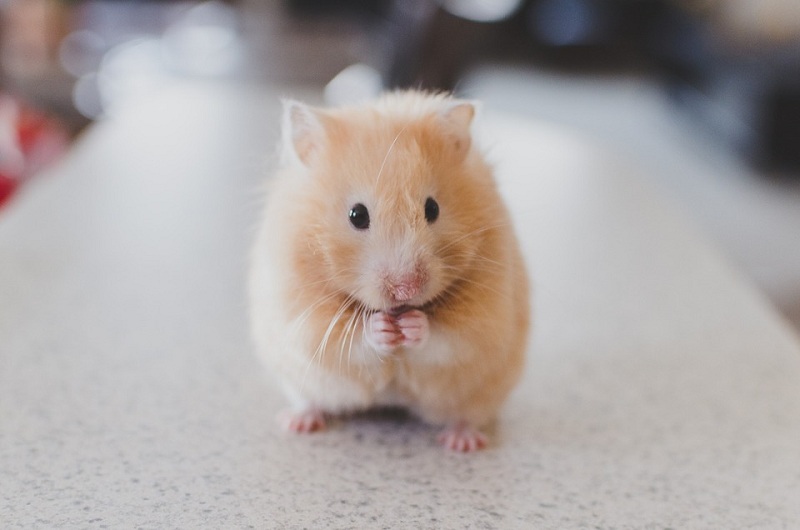 Chuột Hamster ăn gì